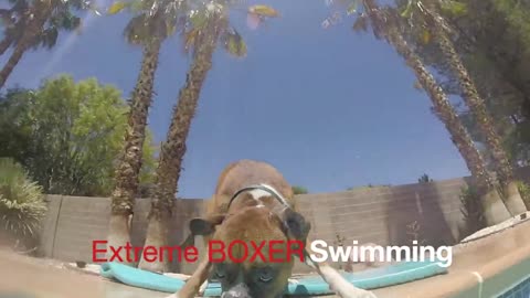 Boxer Puppy does some Extreme Swimming!