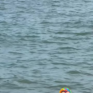 FIRST TIME WILD DOLPHINS UP CLOSE!🐬