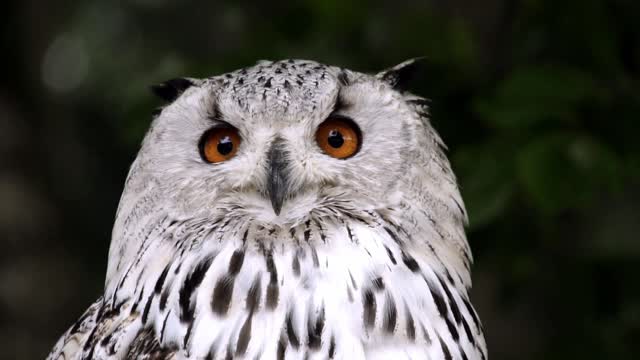 Cute white owl