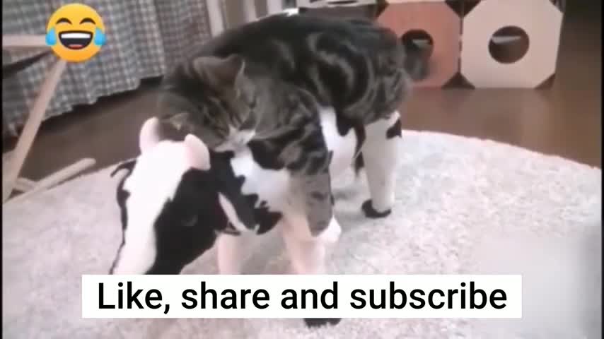 Funny Animals videos 😂