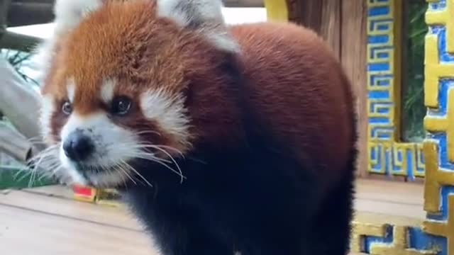 Fierce red panda