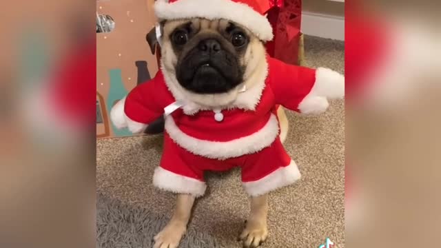 Cute Dogs in clothes | little models