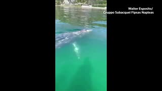 'Exceptional' gray whale sighting in bay of Naples