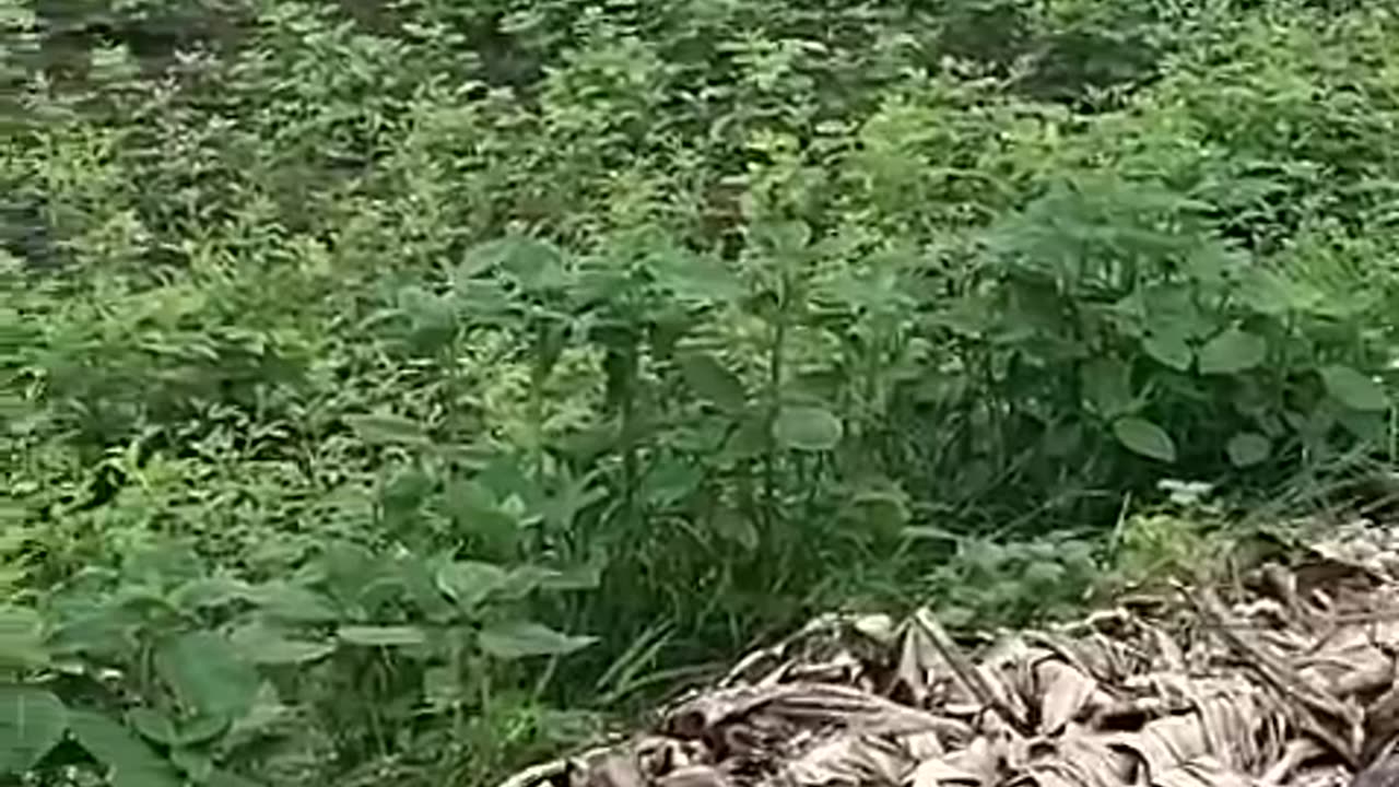 #funny monkey #viral