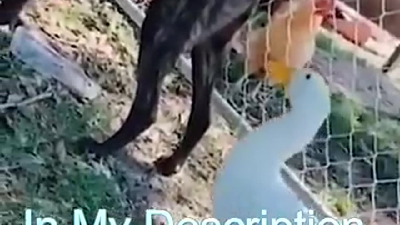 Funny Cat Video