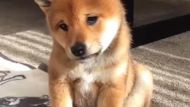 just a very sleepy puppy