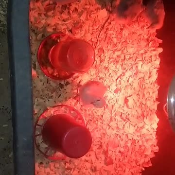 Chicks in a brooder Part 27