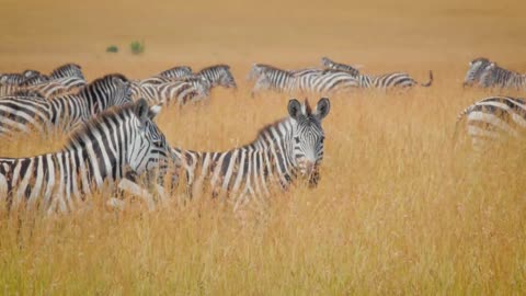 Wildlife_of_Maasai_Mara_4K