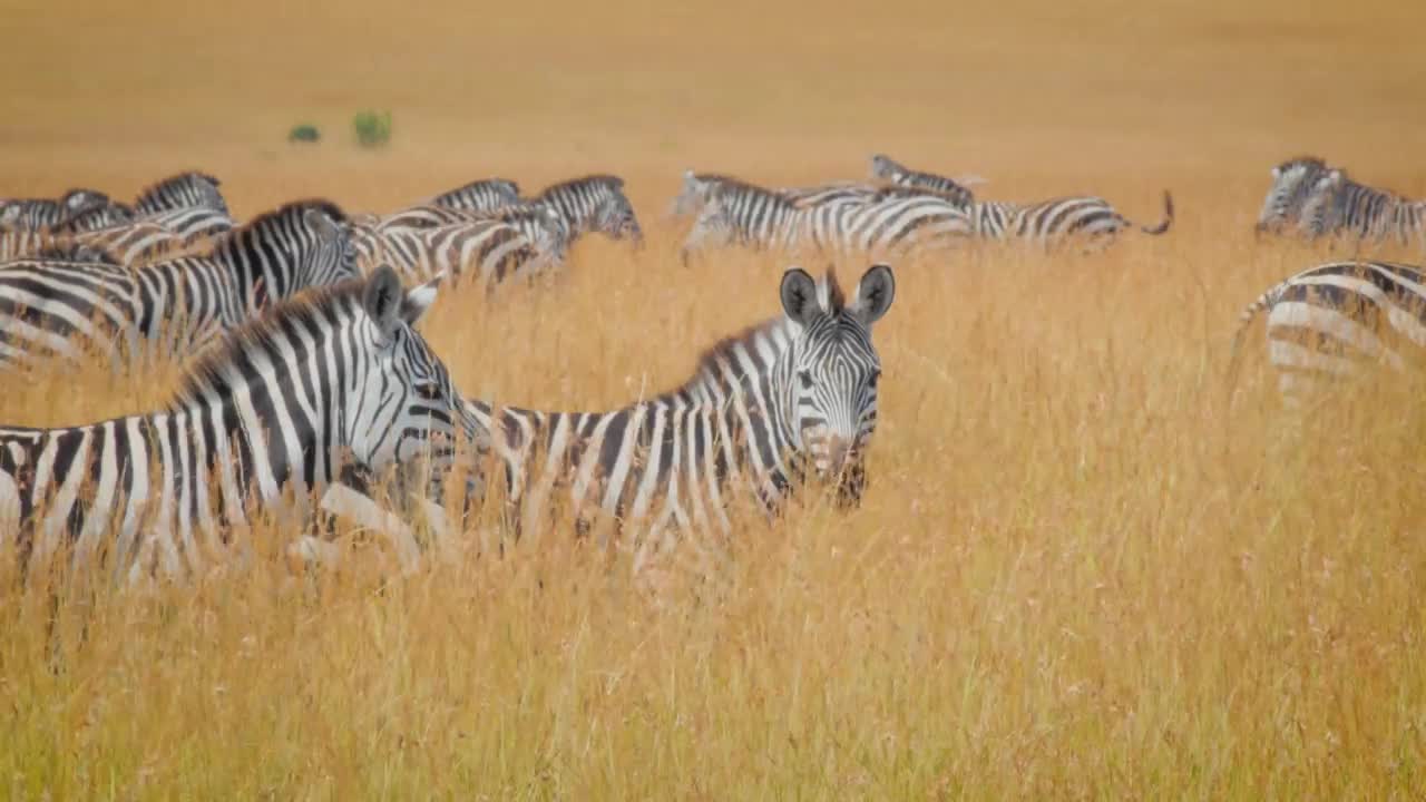 Wildlife_of_Maasai_Mara_4K