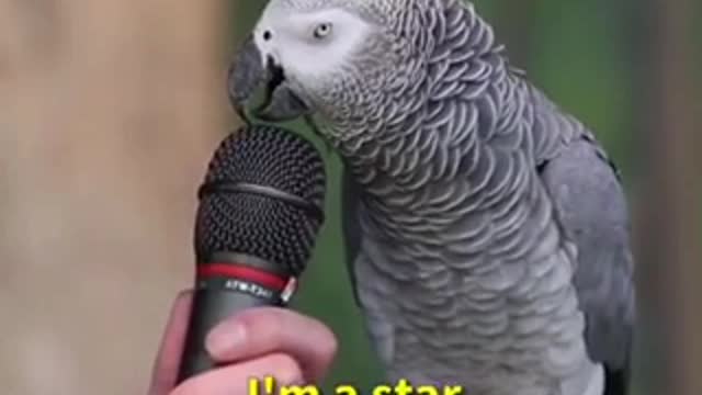 The parrot has a great talent for playing animals