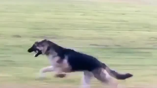 german shepherd - testing your speed