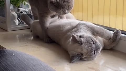 puzzling movements from cute cats