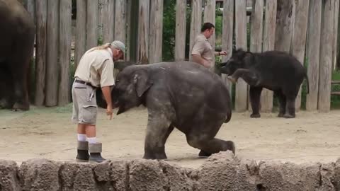 Elephant training