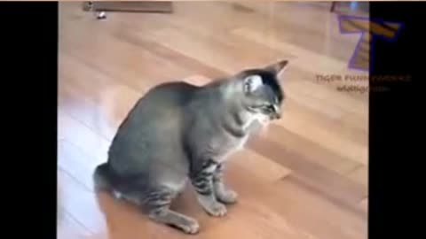 Born a cat but a dog