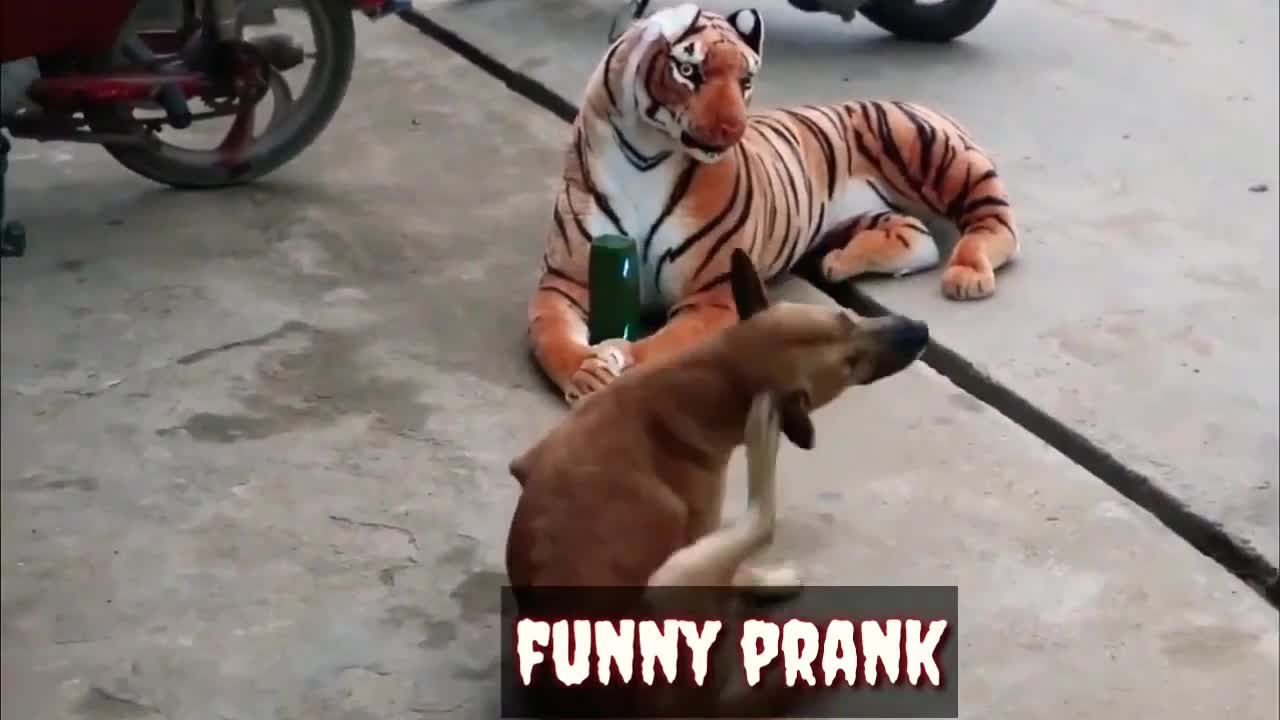 Animal Funny Video