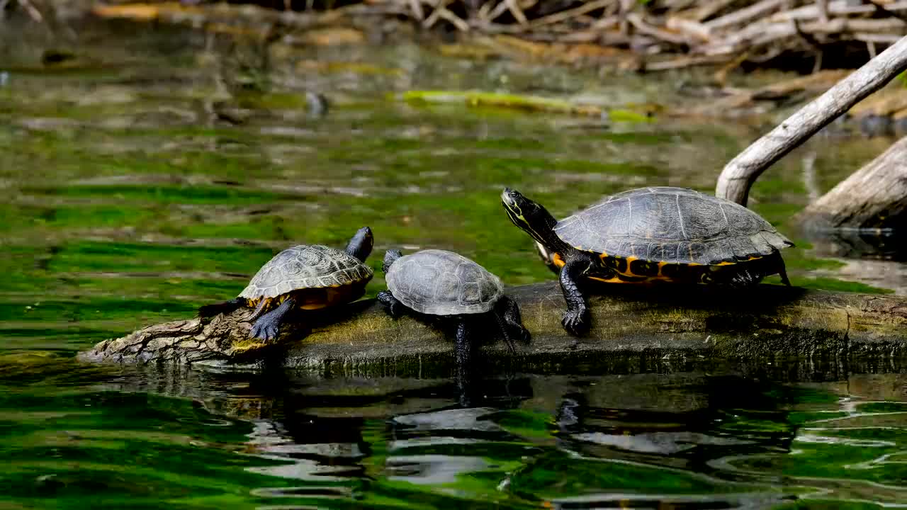 Turtles Video complication #shorts