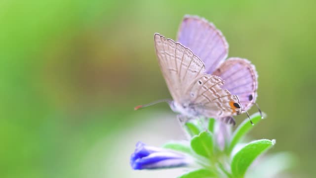 colorful butterfly on a morning glory