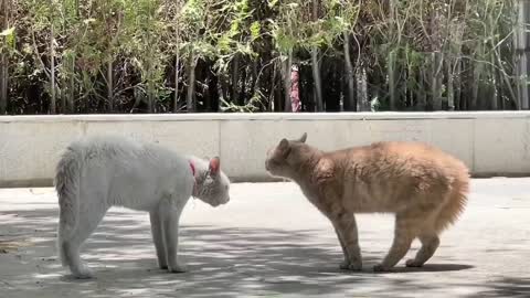 Two very cute cats are quarrelling