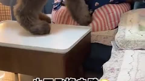 Cute Baby Dogs - Cute and Funny Dog Video