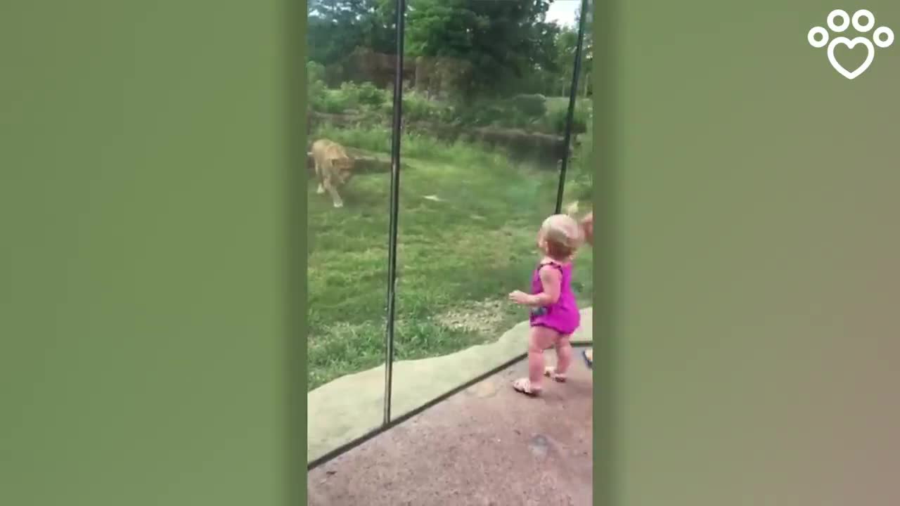 🦁 lion tried to snatch baby girl 🕳️