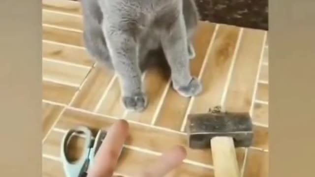 funny cat videos 2022 wacth before rumble get the video down!!