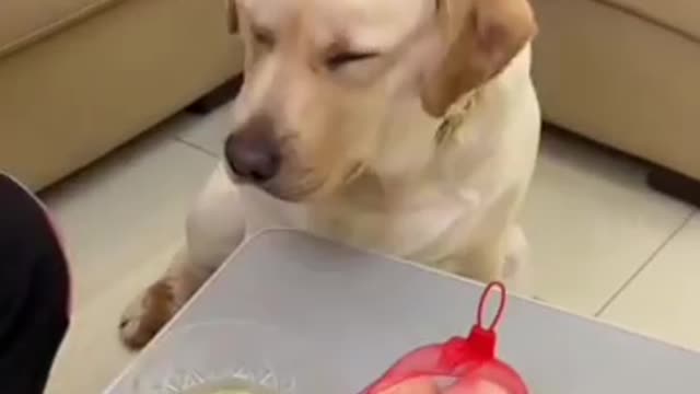 Funny irritating dog