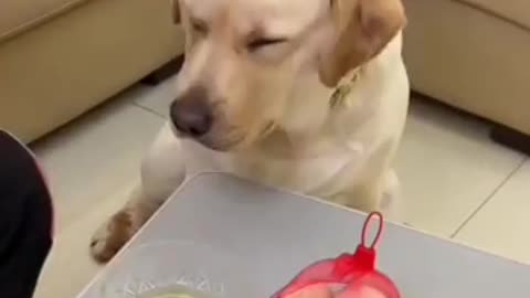 Funny irritating dog