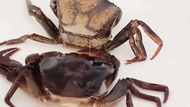 Have you ever seen a crab shelling? You will feel comfortable after watching the whole process