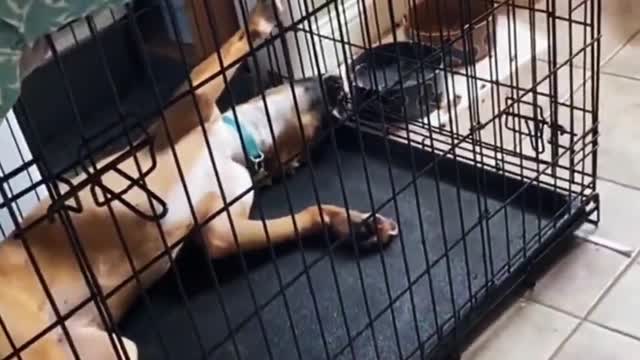 Funny Videos of dogs episode 10