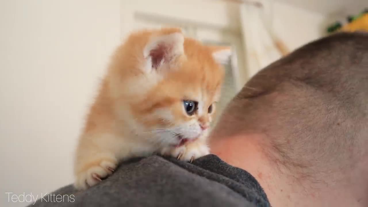 Ce petit chaton a guèri la dépression 🐈🐈 Qui Est LE Prochaine