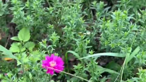 Little purple flowers