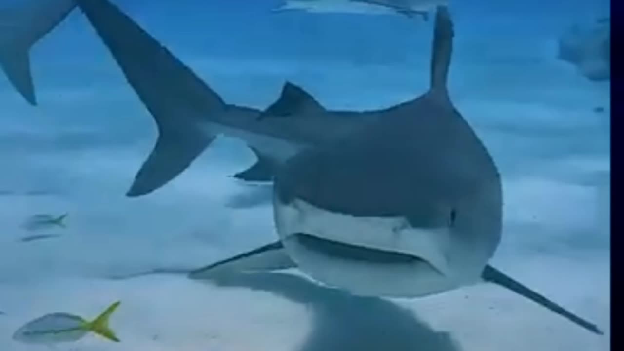 Tiger Shark turn