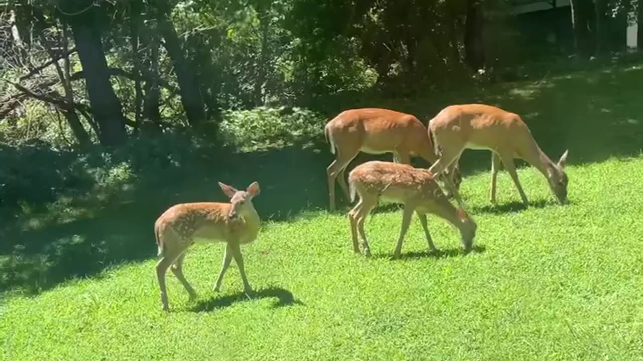 My organic lawn mowing crew hard at work #spotteddeer #deer #nature #wildlife