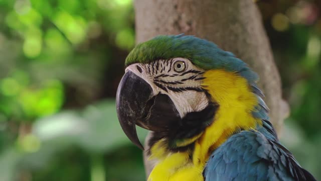 The feathers of this stainless steel parrot are very beautiful, do you like it