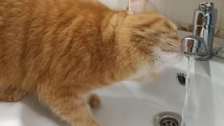 Have you seen what this cat does?