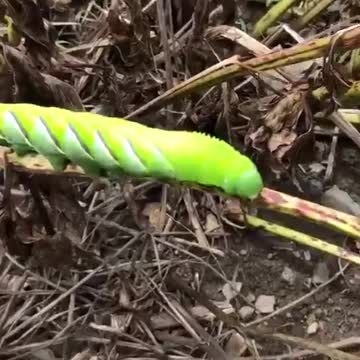 Caterpillar Garden Murderer