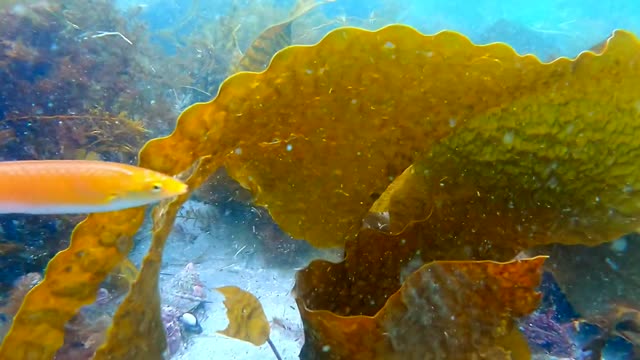 Vegetation and creatures under the ocean