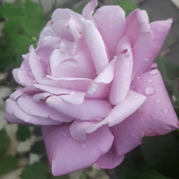 Mature purple rose
