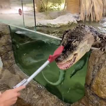 feeding the crocodiles