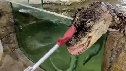 feeding the crocodiles