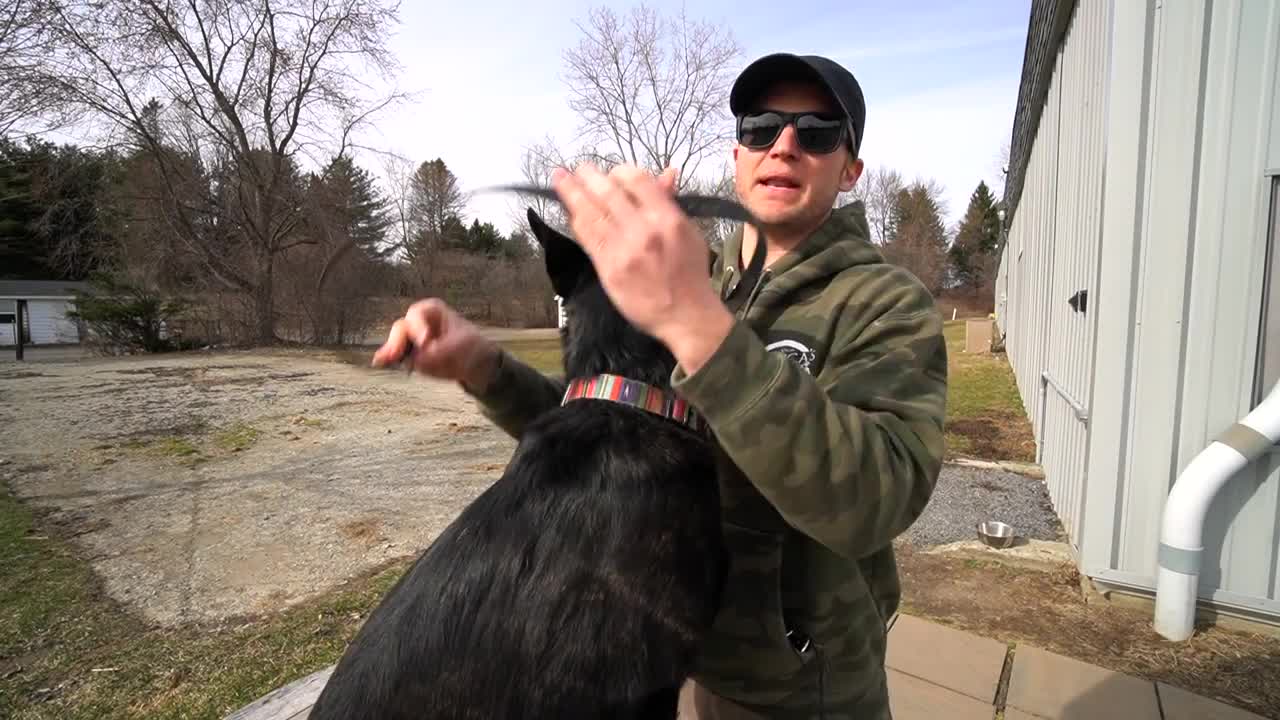 DingDon! How to fit remote collar for dogs + how to fit the e collar for dogs