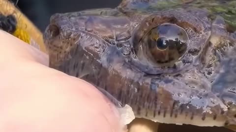 What to do when turtle bites you