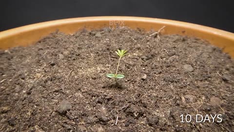 The Plant That Should Not Be Touched - 148 Day Time-lapse