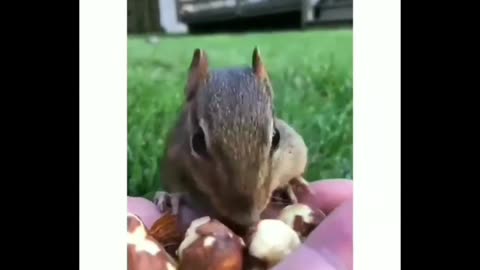 Watch this funny squirrel running towards its food in a smart and funny way