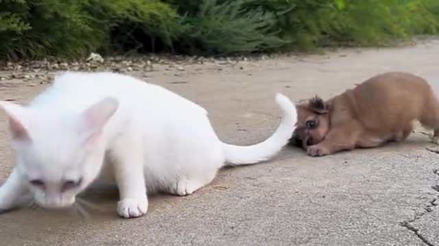 Dogs and kittens can't let go of their tail. The cat's tail keeps wagging