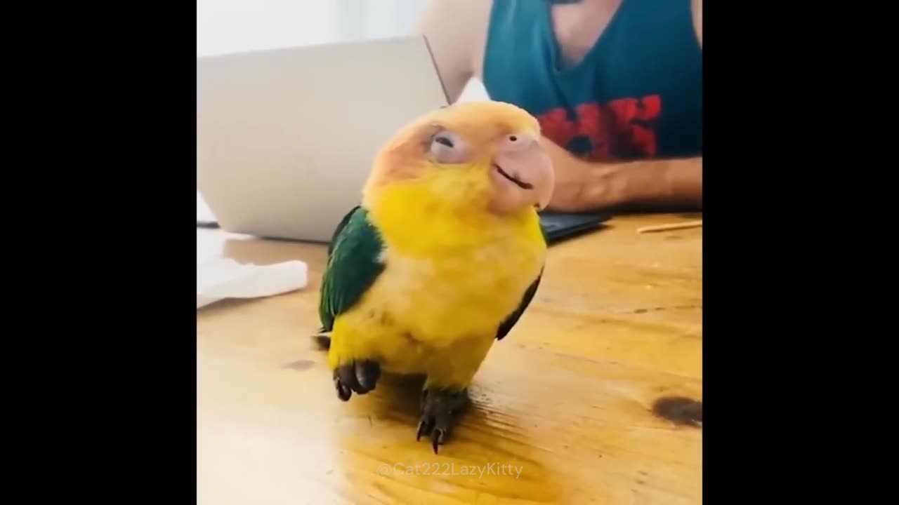 Funny Animals 2024