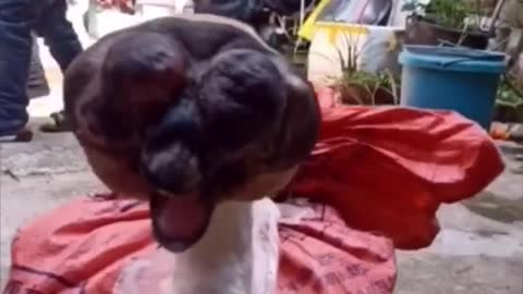 Funny cute pet video dubbing