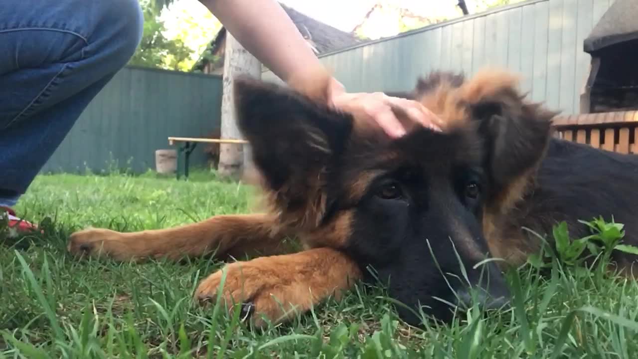 Slow motion of Floppy ears