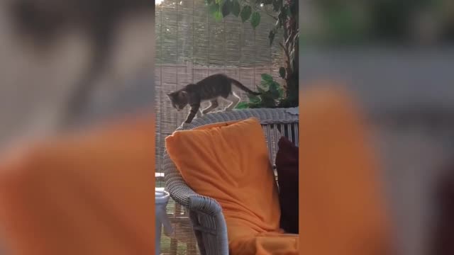 Cute cat 😍 falling in dustbin, funny clip 🤣