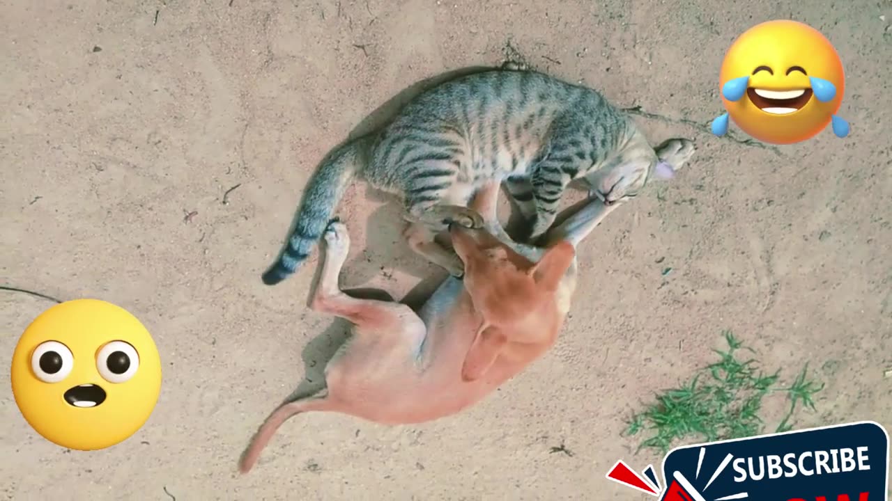 Funniest Cats and Dogs Videos 2024 😹🐶 Best Funny Animal Videos 😂 Funny Pets Zone #joy#pet #cat #fun